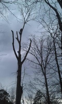 First Class Tree Service