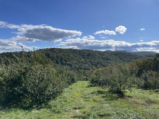 Hartland Farm and Orchard