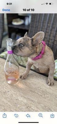 Good Ground Animal Hospital