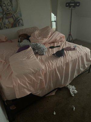 Maids of Honor cleaning service