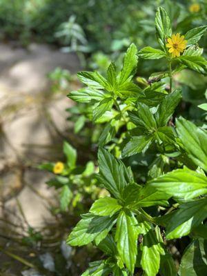 Albin Polasek Museum & Sculpture Gardens