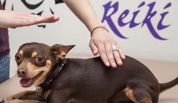 Yes! Your animals can also benefit from reiki