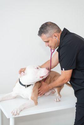 Paw Haus Animal Hospital