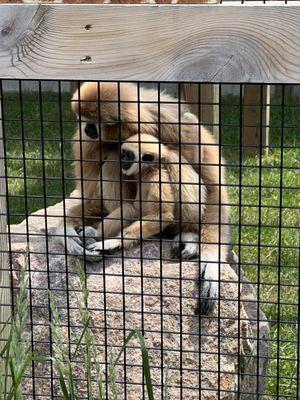 Peck's Wildwood Wildlife Park