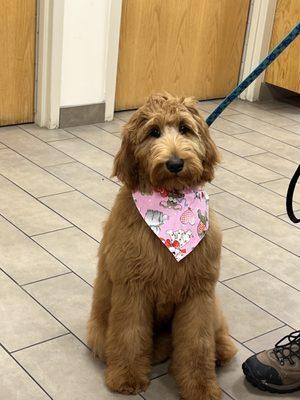 Pixie Willows Mobile Pet Spa