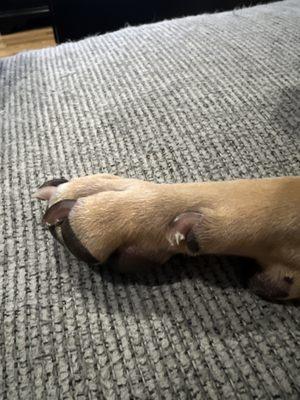 Dippity Do Dog Pet Grooming Salon