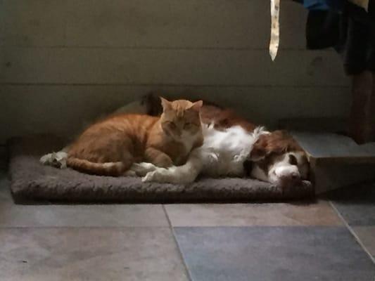 Delmar Animal Hospital