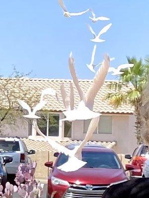 Releasing of doves at Shirley's Memorial