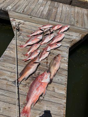Mangrove Snapper red snapper grouper