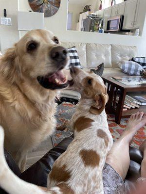 What A Mess Professional Dog Grooming