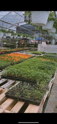 Golden Acres Farms