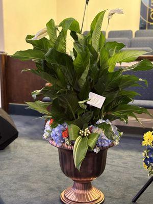 Peace Lily with flowers