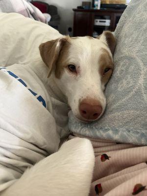 Four Paws at Fulshear Veterinary Clinic