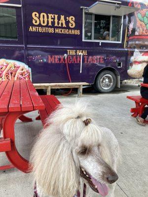 Cinnamon enjoys afternoons at Sofia's!