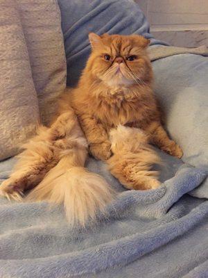 Tabby has been going to Dr. Haun for 17 yrs at Northside Vet clinic