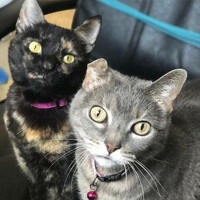 Green Meadow Veterinary Hospital