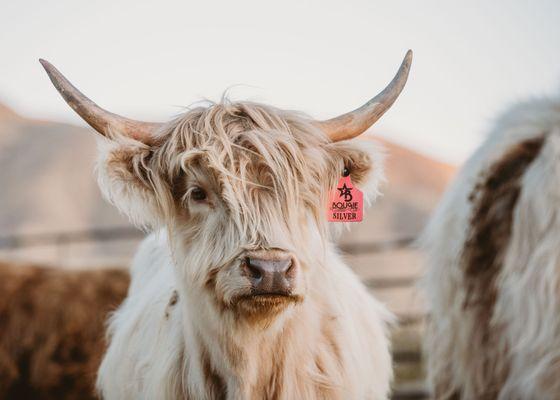 Stunning Highlands are a focus here at Bougie Cattle Company! Meet the ladies behind our mini cattle breedings