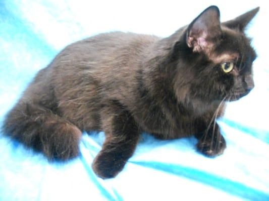 This is Yoshi, fresh after his groom!