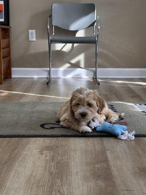 Paws & Claws Animal Hospital