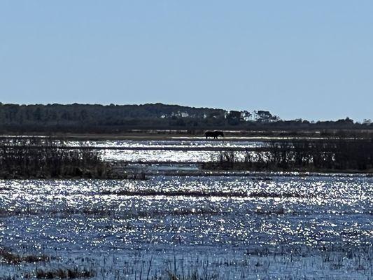 Assateague Island National Seashore