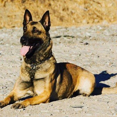 Bed bug k9 Erky resting after a hard day of inspections!!!!!