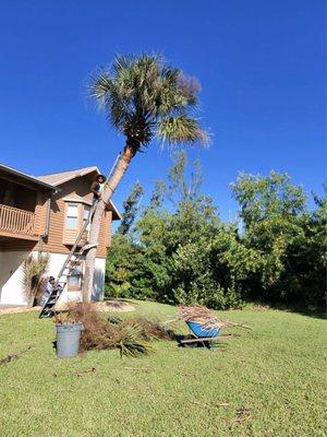 Palm tree trimming