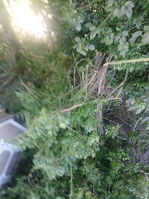 Family Tradition Tree Care