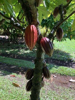 Chocolate to be growing on a tree