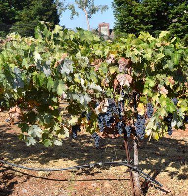 D'Artagnan Vineyards