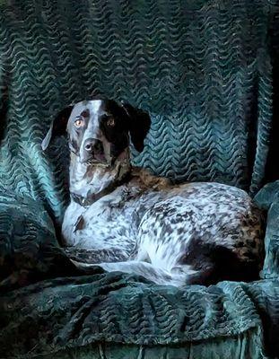 Milton Manor Pet Resort & Spa