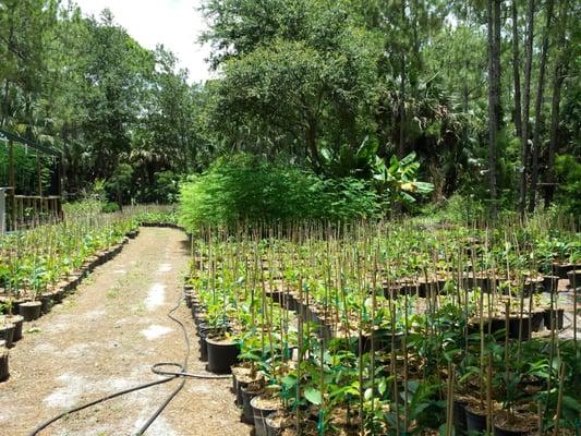 Miss Lottie's Farm LLC