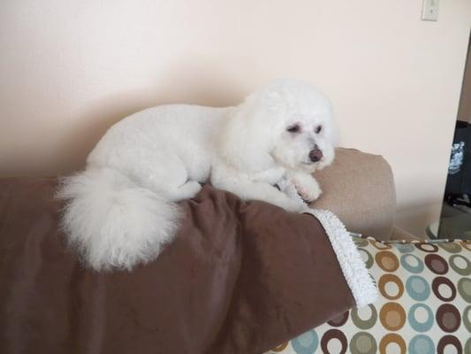 Fun 4 Small Pups, LLC