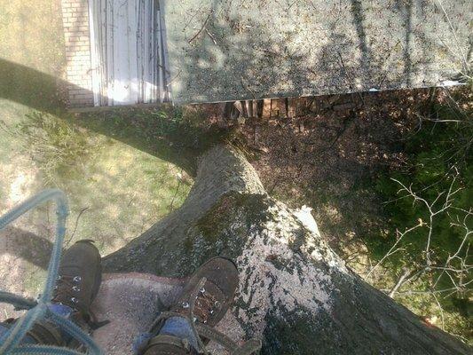 Ritchie's Tree Service Inc