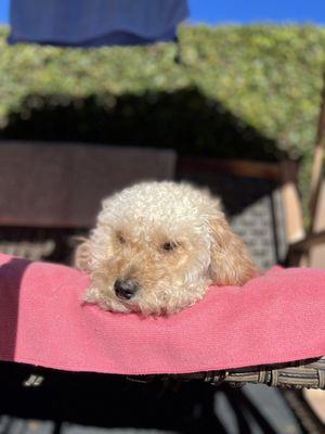 Alpine Animal Hospital