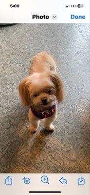 Scruffy To Fluffy Pet Spa