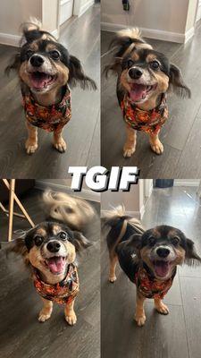 My pup's haircut last Friday!