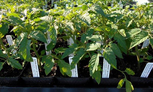 Tomato seedlings