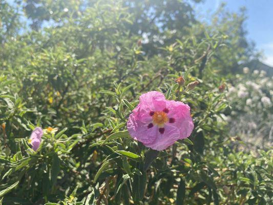 North/South Meridian Parks