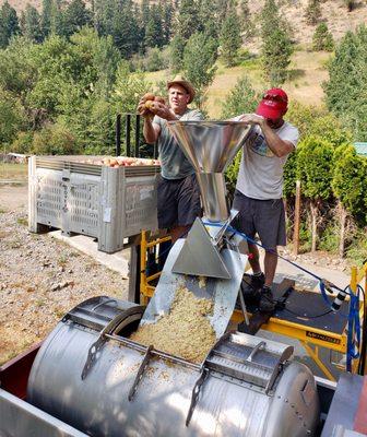 Pressing local, organic apples