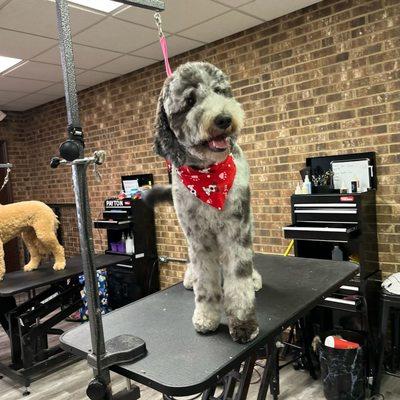 Furever Blessed Pet Salon