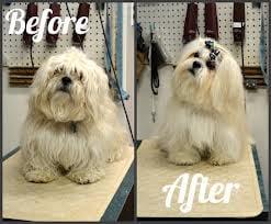 Lucky Time Dog & Car Wash