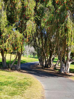 Many groves of mature Weeping (or Creek) Bottlebrush trees (Melaleuca viminalis)