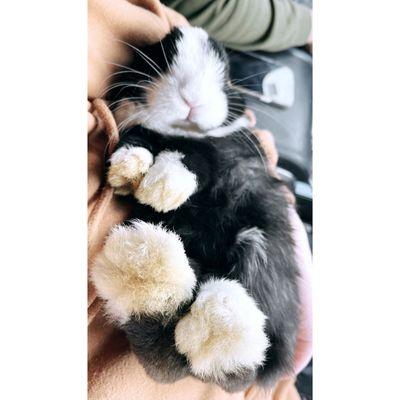 Montevallo Sky's L.L.C. Baby Buns