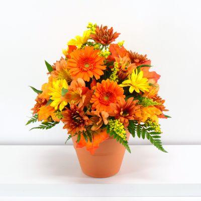 Welcome the season with this terracotta pot bursting with daisies, alstroemeria, gerbera daisies and leaves.