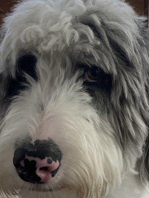 Shadow- I would not trust his care with just anyone!