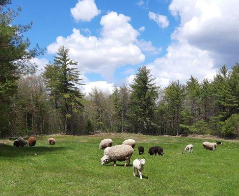 Aortic Center-Bedford