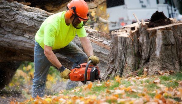 Cherry City Tree Removal Solutions