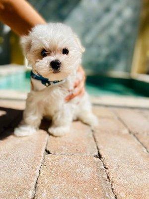 Our lil Teddy, we miss him so much. But the owner of Lil Rascals isn't a truthful person.