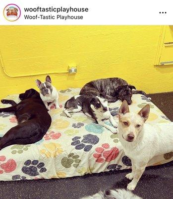 Woof-Tastic Playhouse