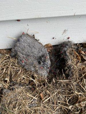 J & D Miller Pest Control